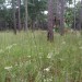 Slash Pine Thoroughwort